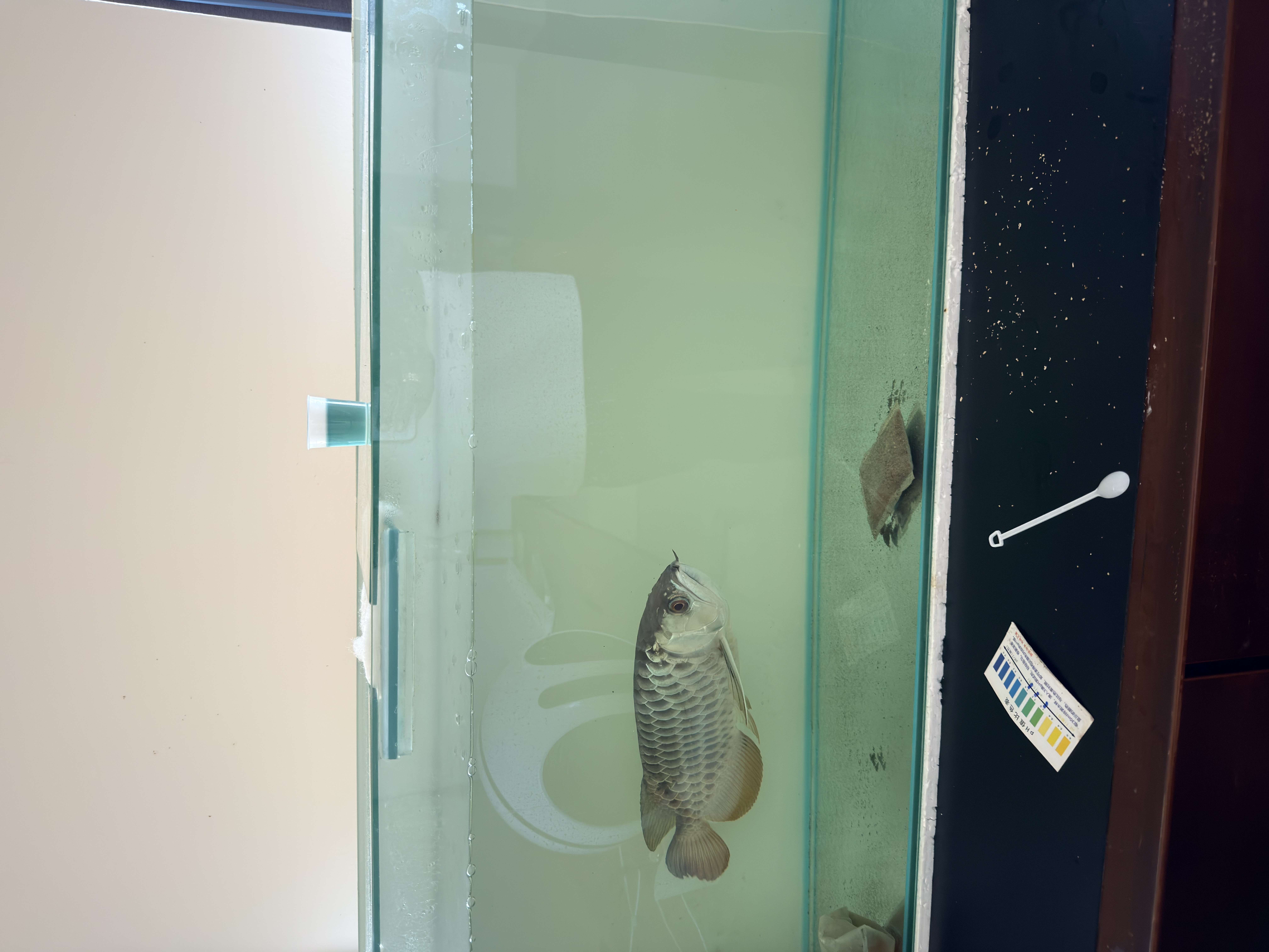 My arowana