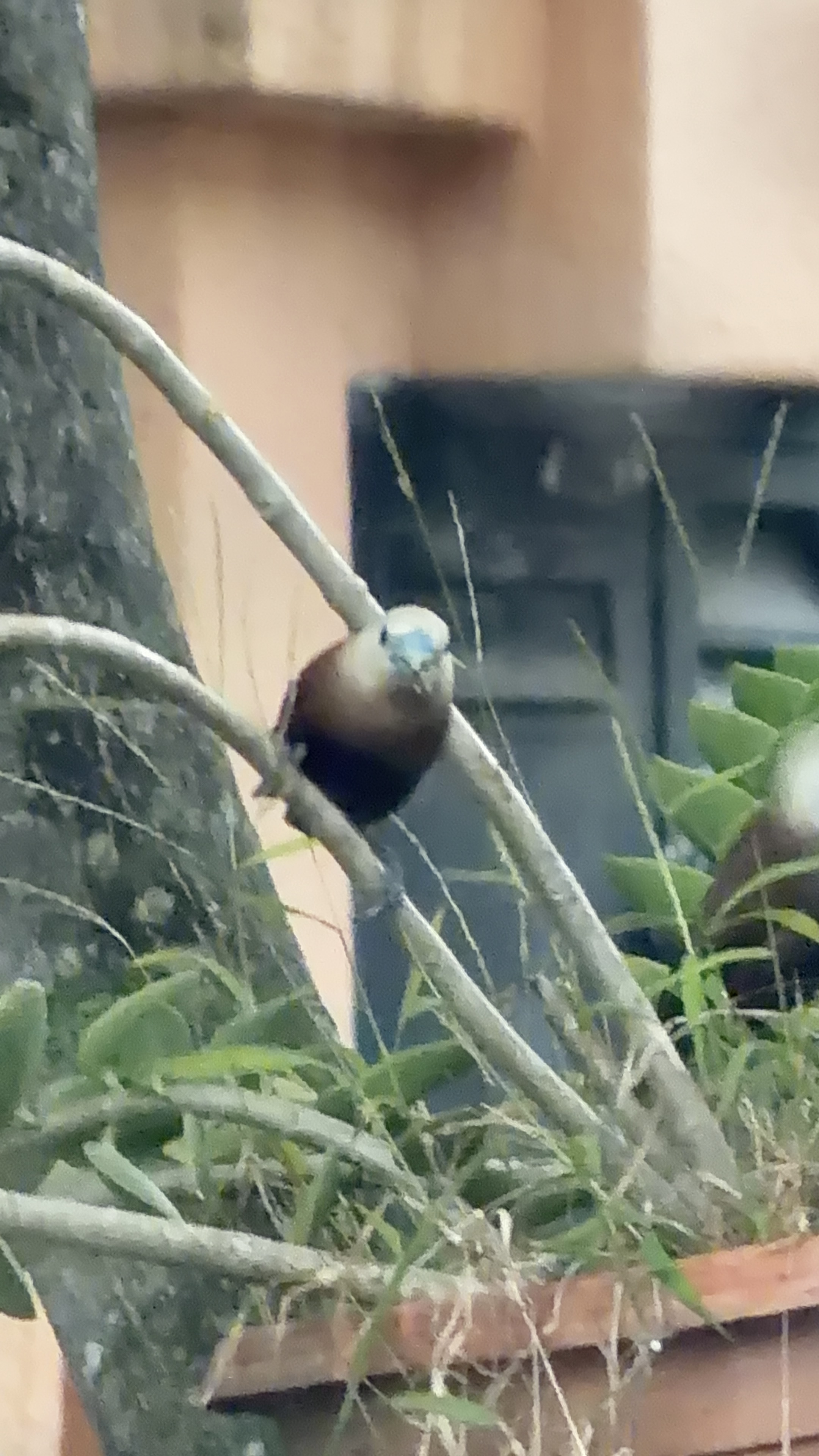 Garden visitor